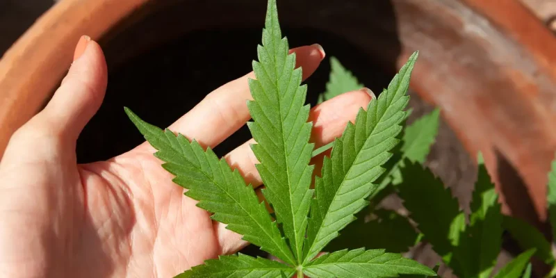 23/06/2023 -  óleo de canabis, canabidiol, cbd, thc. Foto: lovingimages/ Pixabay