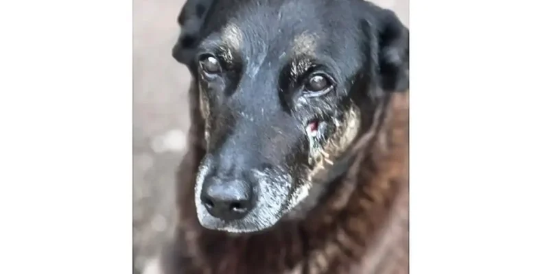 28.01.2026 - Cão Orelha, morto por adolescentes em SC. Foto: Polícia Civil de Santa Catarina