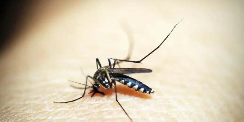 Mosquito da Dengue, Aedes Aegypti, picada, malária. Foto: 41330/Pixabay