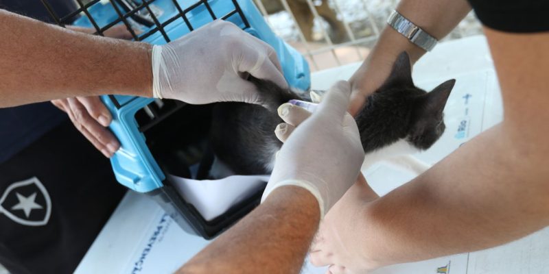 Posto de vacinação no Rio Comprido, região central da cidade. Rio inicia hoje(27) campanha de vacinação antirrábica para cães e gatos.