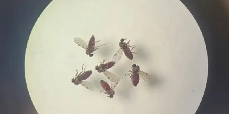 Brasília (DF), 23.07.2024 - Mosquito maruim (Culicoides paraensis), que transmite o vírus Oropouche (OROV). Foto: Bruna Lais Sena do Nascimento/Laboratório de Entomologia Médica/SEARB/IEC