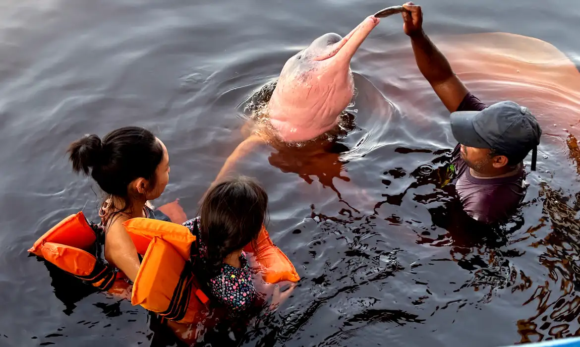 Rio de Janeiro (RJ), 29/11/2024 - Boto-cor-de-rosa no Rio Negro, perto de Manaus. Foto: Tânia Rêgo/Agência Brasil