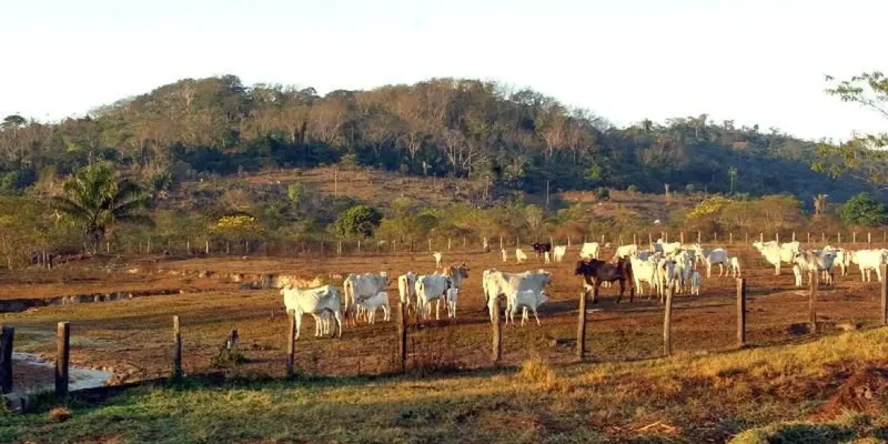 animais, pasto, gado