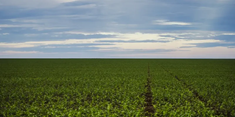 Área de plantação de soja próxima ao município de Brasnorte, noroeste de Mato Grosso. (Marcelo Camargo/Agência Brasil)
