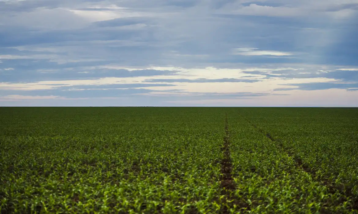 Área de plantação de soja próxima ao município de Brasnorte, noroeste de Mato Grosso. (Marcelo Camargo/Agência Brasil)