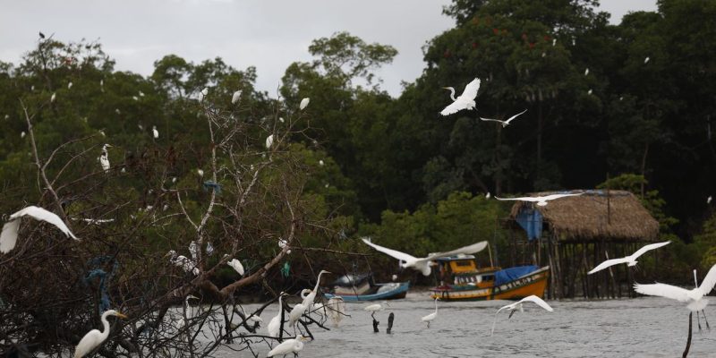 Bragança (PA), 13/06/2025 – Garças no manguezal de Ajuruteua, próximo à Vila dos Pescadores, na área da Reserva Extrativista Marinha de Caeté-Taperaçu. Foto: Fernando Frazão/Agência Brasil