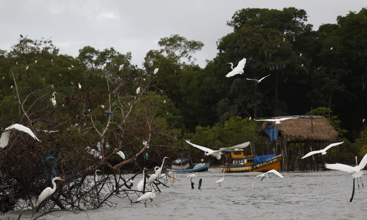 Bragança (PA), 13/06/2025 – Garças no manguezal de Ajuruteua, próximo à Vila dos Pescadores, na área da Reserva Extrativista Marinha de Caeté-Taperaçu. Foto: Fernando Frazão/Agência Brasil
