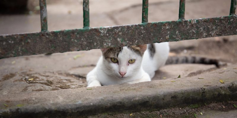 Gato branco e cinza espreitando diretamente para a câmera por trás de uma grade de ferro enferrujada.