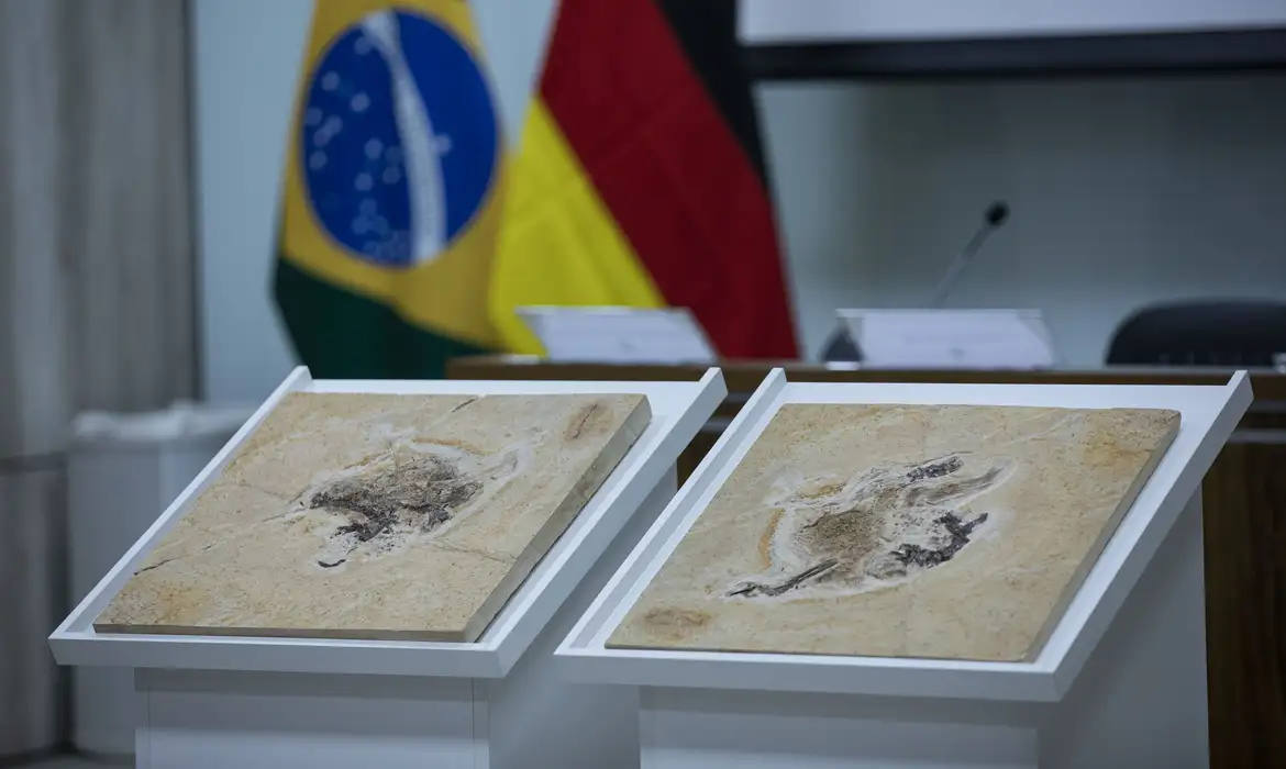 Brasília (DF) 12/06/2023 - O Ministério da Ciência, Tecnologia e Inovação cerimônia de repatriação do fóssil Ubirajara jubatus para o Brasil. O fóssil viveu há 110 milhões de anos na região do Geoparque do Araripe, entre os estados do Ceará, Pernambuco e Piauí. Levada para a Alemanha por pesquisadores estrangeiros nos anos 1990, a relíquia estava no Museu Estadual de História Natural Karlsruhe. No retorno ao Brasil, o fóssil fará parte do acervo do Museu de Paleontologia Plácido Cidade Nuvens, que pertence à URCA, na cidade de Santana do Cariri (CE).
Foto: Joédson Alves/Agência Brasil