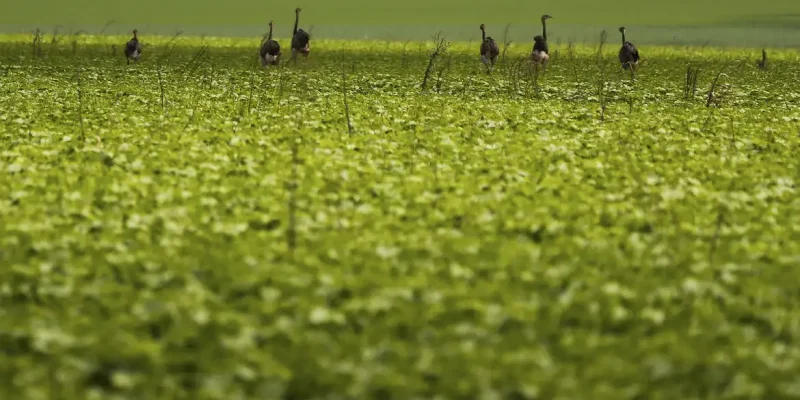 Alto Paraíso de Goiás (GO) - Emas são vistas em plantação de soja em área do município de Alto Paraíso (Marcelo Camargo/Agência Brasil)