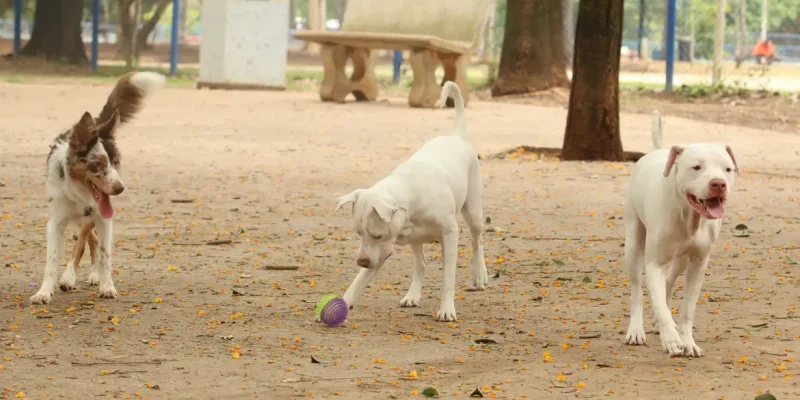 Tutores com cães no Parcão, espaço exclusivo para cachorros, na Praça Ayrton Senna do Brasil.