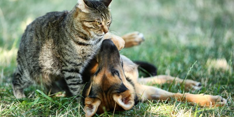 Um gato em pé encara um filhote de pastor-alemão deitado de costas na grama verde, em um momento de brincadeira.