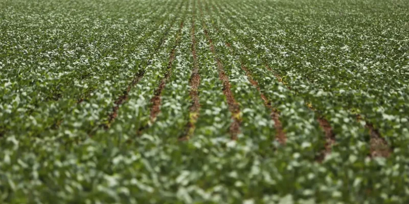 Alto Paraíso de Goiás (GO) - Plantação de soja em área do município de Alto Paraíso mostra o avanço da fronteira agrícola na região da Chapada dos Veadeiros (Marcelo Camargo/Agência Brasil)