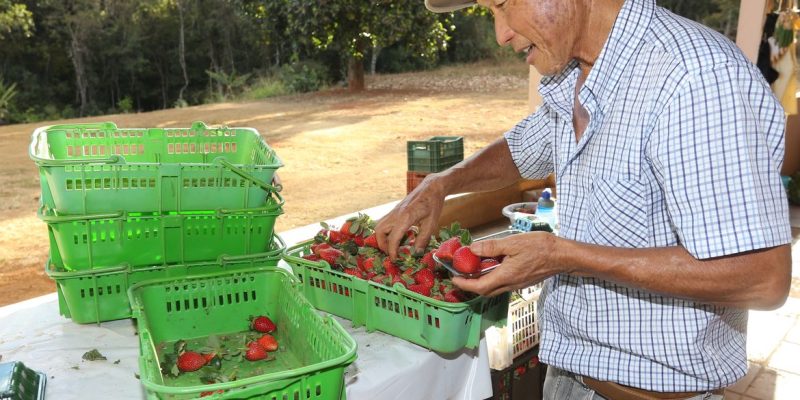 Brazlândia (DF) - O paulista João Fukushi aprendeu com o pai os segredos da plantação do morango e se aventurou no Centro-Oeste a produzir a fruta (Valter Campanato/Agência Brasil)
