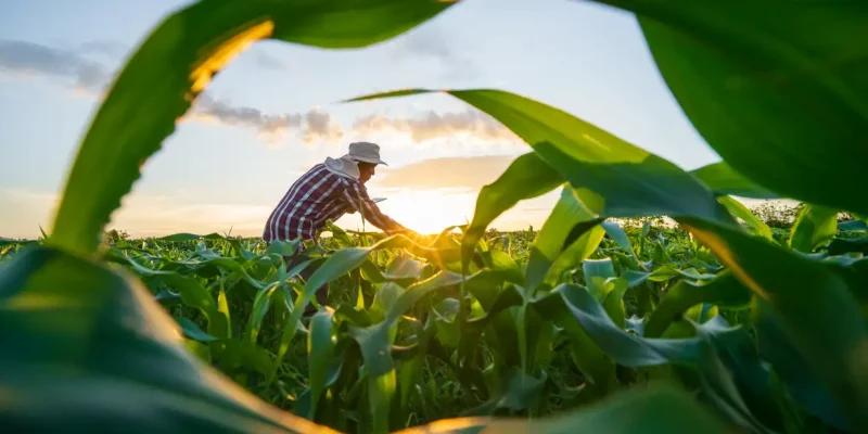 Agricultores usam tablets para analisar dados e experimentar o cultivo de milho. A inovação em dados de IA melhora a eficiência da plantação para qualidade. Análise da agricultura e do cultivo de milho pelos agricultores. Foto: attasit_saentep/ Adobe Stock