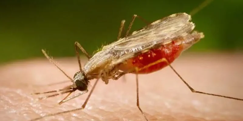 Mosquito Anopheles transmissor da malária