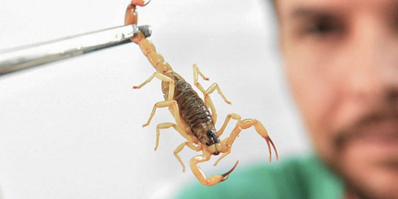 Brasília (DF), 08/07/2026 – Crianças são mais vulneráveis a envenenamento por picada de escorpião.
Foto: Canalsaude.Fiocruz