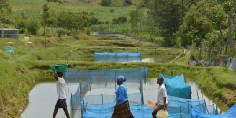 A produção de tilápia em cativeiro é uma atividade econômica importante em vários países