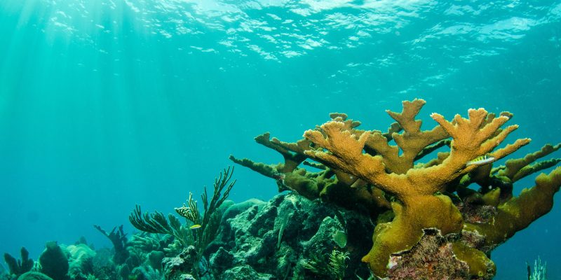 Fotografia subaquática mostrando um recife de corais sob a água azul do mar, com destaque para um grande coral ramificado de tom amarelado à direita e raios de sol penetrando a partir da superfície no canto superior esquerdo