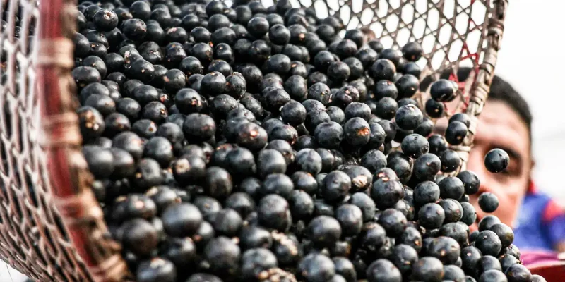 Belém (PA), 13/10/2025 - Movimentação durante a madrugada no mercado de açaí e peixes do Ver-o-Peso, considerada a maior feira livre da América Latina. Foto: Marcelo Camargo/Agência Brasil