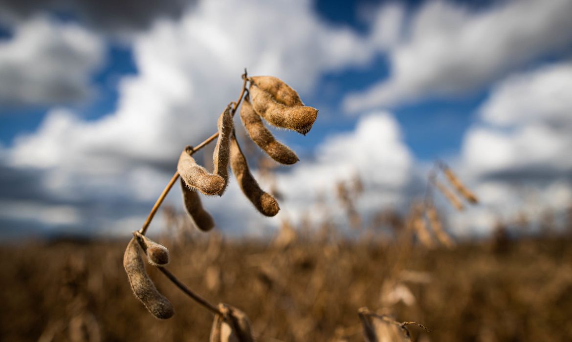 Colheita de soja, grãos de soja