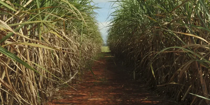Plantação de cana-de-açúcar, usada para produzir açúcar e etanol